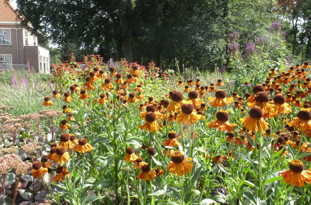 Kleurrijke instellingstuin
